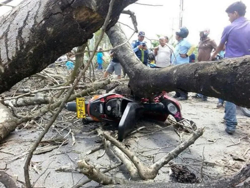 Un enorme árbol se desplomó encima de una familia salteña