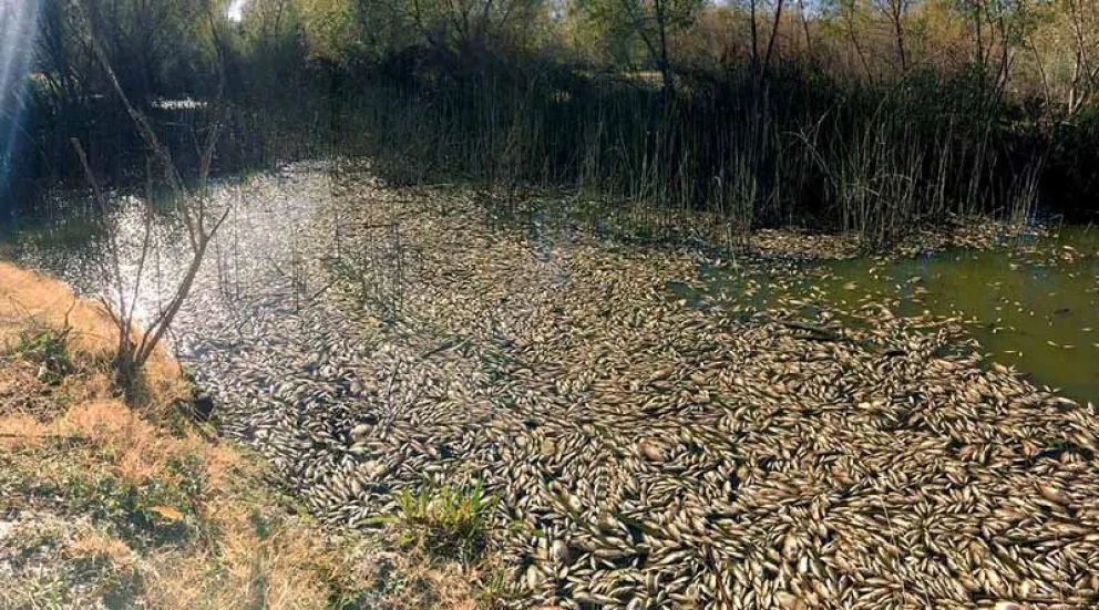 Mortandad de peces en El Tunal. La justicia interviene