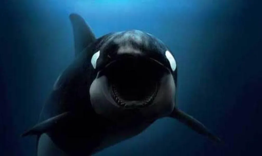 VIDEO: Una ballena asesina se jacta ante una científica de la presa que acaba de cazar
