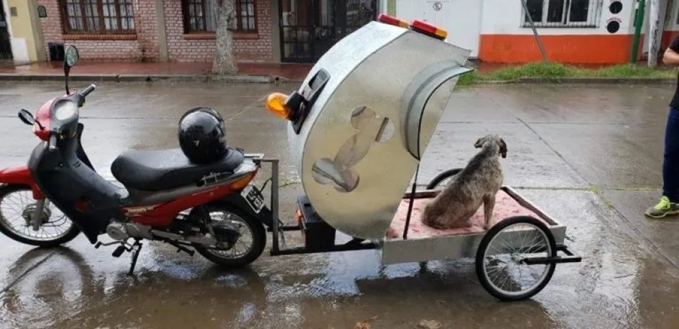 Desde Salta a todo el mundo. Banco solidario animal: ayudá a ayudar