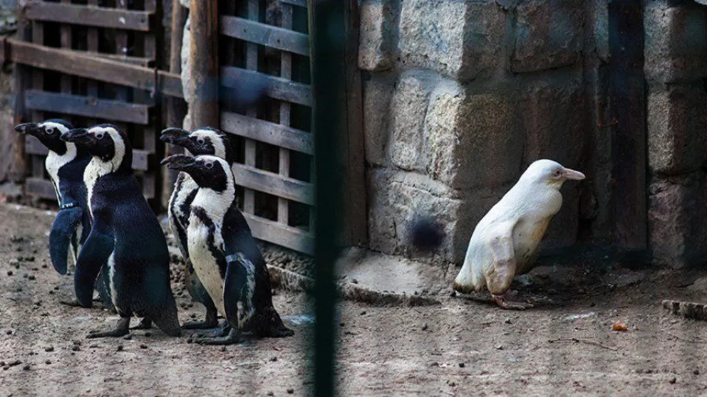 VIDEO: Nació un extraño pingüino albino en un zoológico de Polonia
