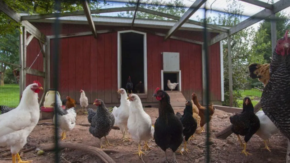 Gallinas mataron a un zorro que se metió en su gallinero