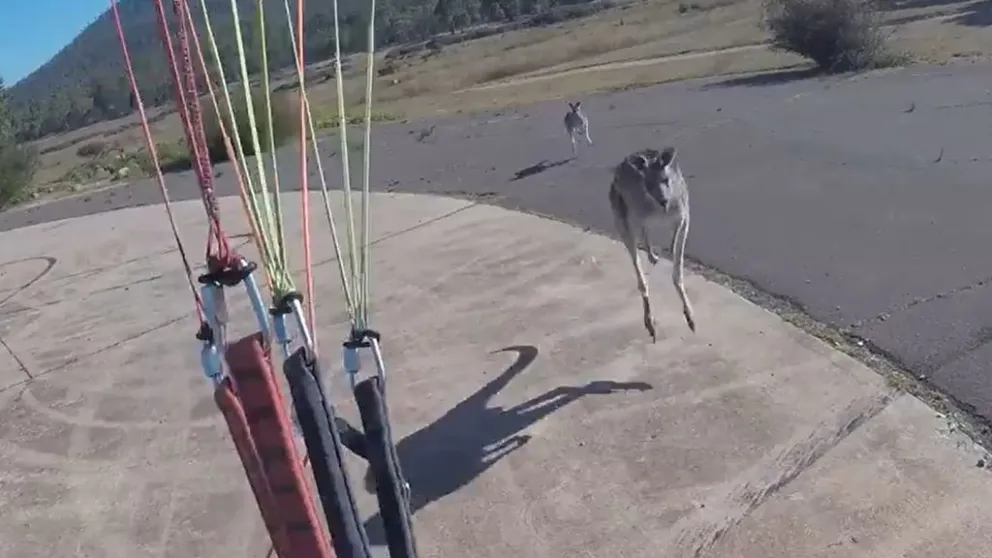 VIDEO: La furia del canguro que atacó a un hombre que aterrizó con su parapente