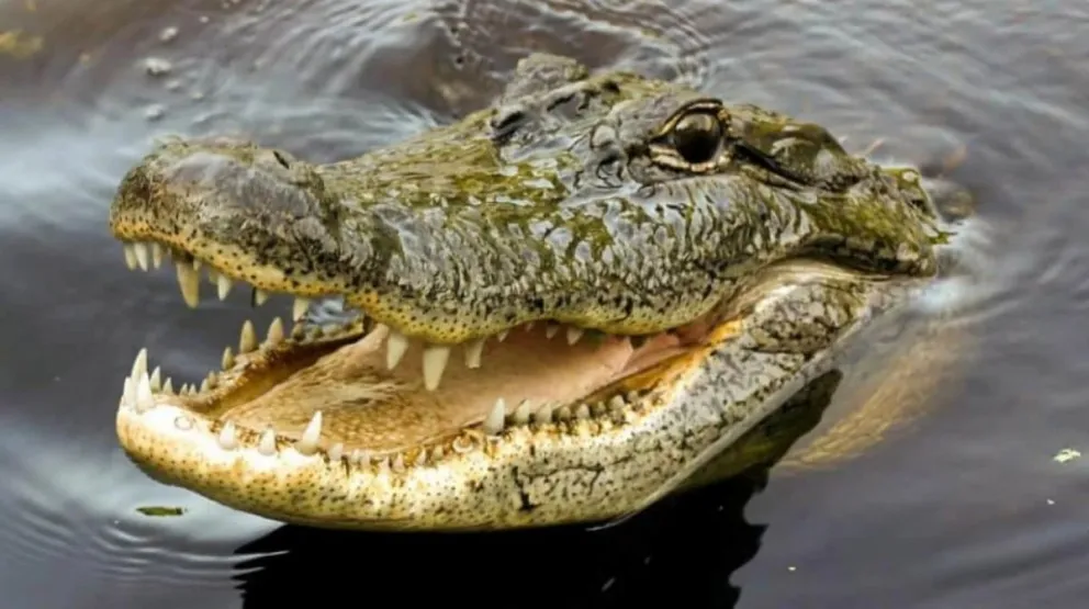 ¡Dale play!: tremendo momento en el que un cocodrilo quiere agarrar a pescadores