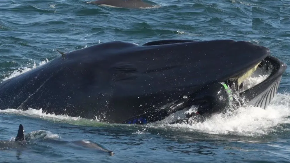 Una ballena se traga a un buceador y lo escupe con vida