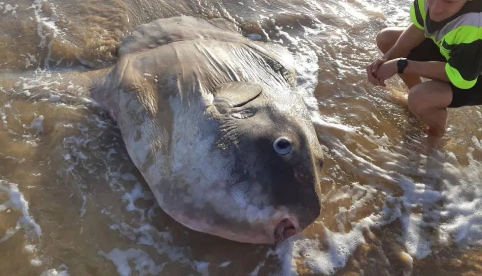 El extraño pez que parecía una estatua que hallaron en la playa de Australia
