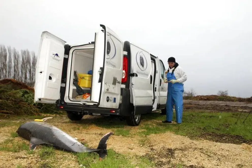 Macabra aparición de 1.100 delfines muertos en Francia en lo que va del año