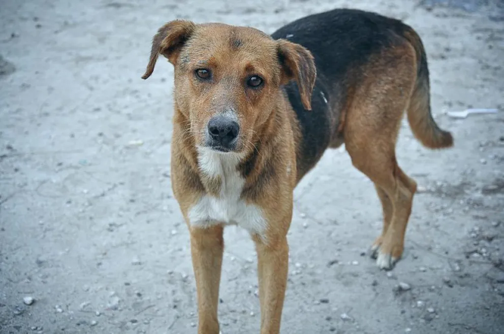 Paseadora acuchilló y mató a un perro