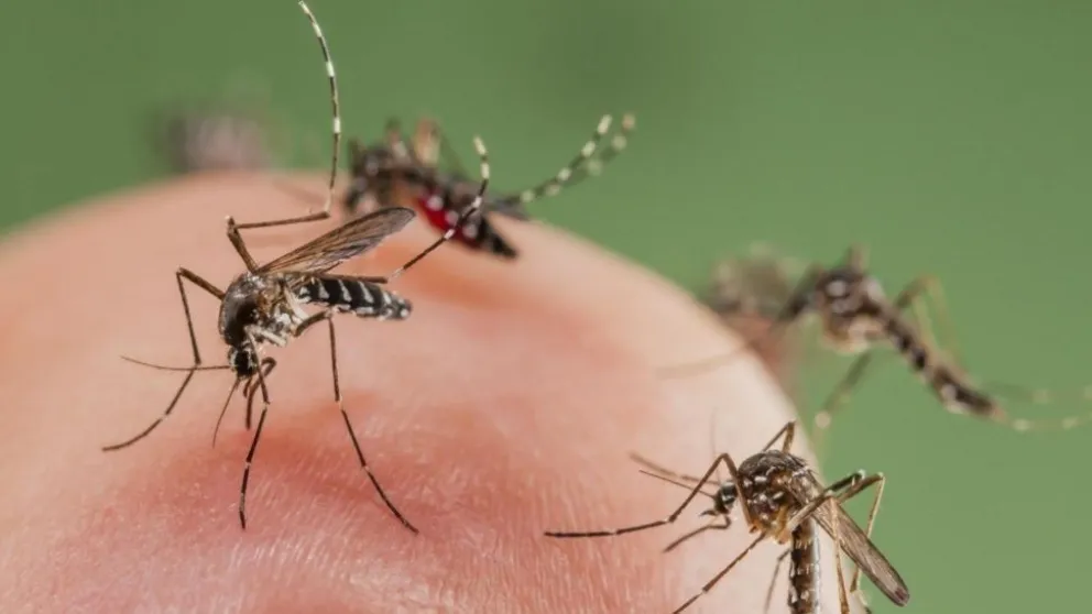 Descubren cómo lograr que los humanos sean "invisibles" para los mosquitos