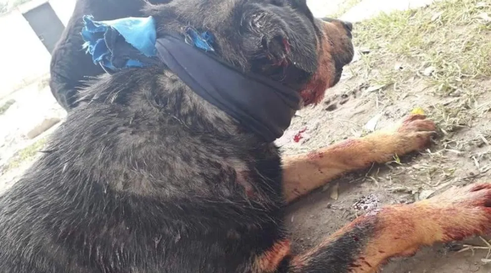Un salteño acuchilla perros callejeros 