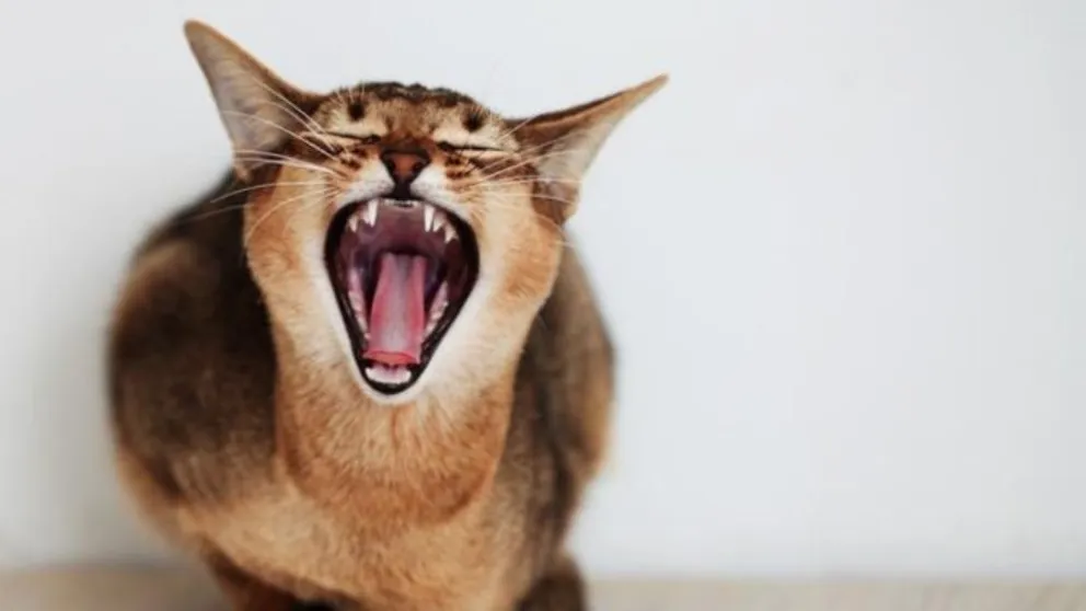 Nene aseguraba que su gato quería matarlo... y no estaba equivocado