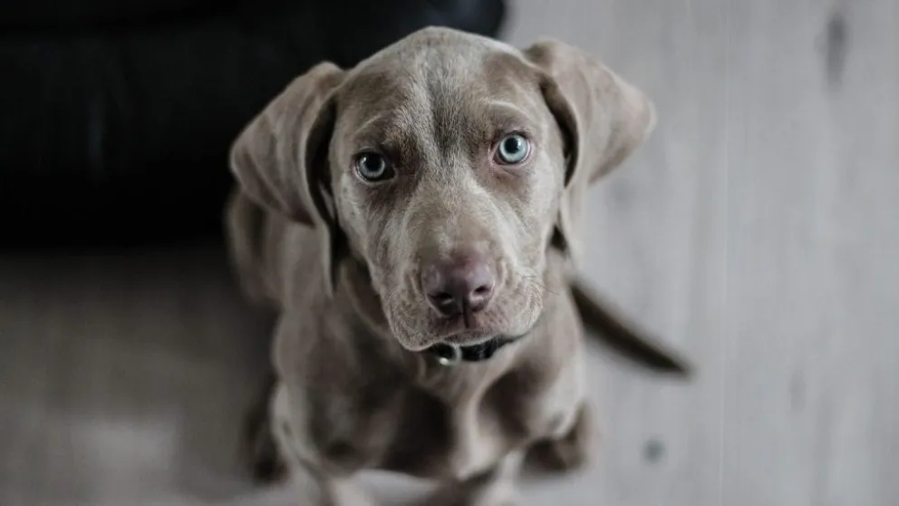 Alarma mundial por virus que se transmite de perros a humanos