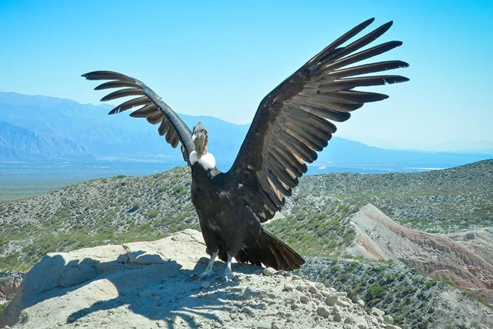 Impresionante ceremonia de liberación de un cóndor andino en Cafayate
