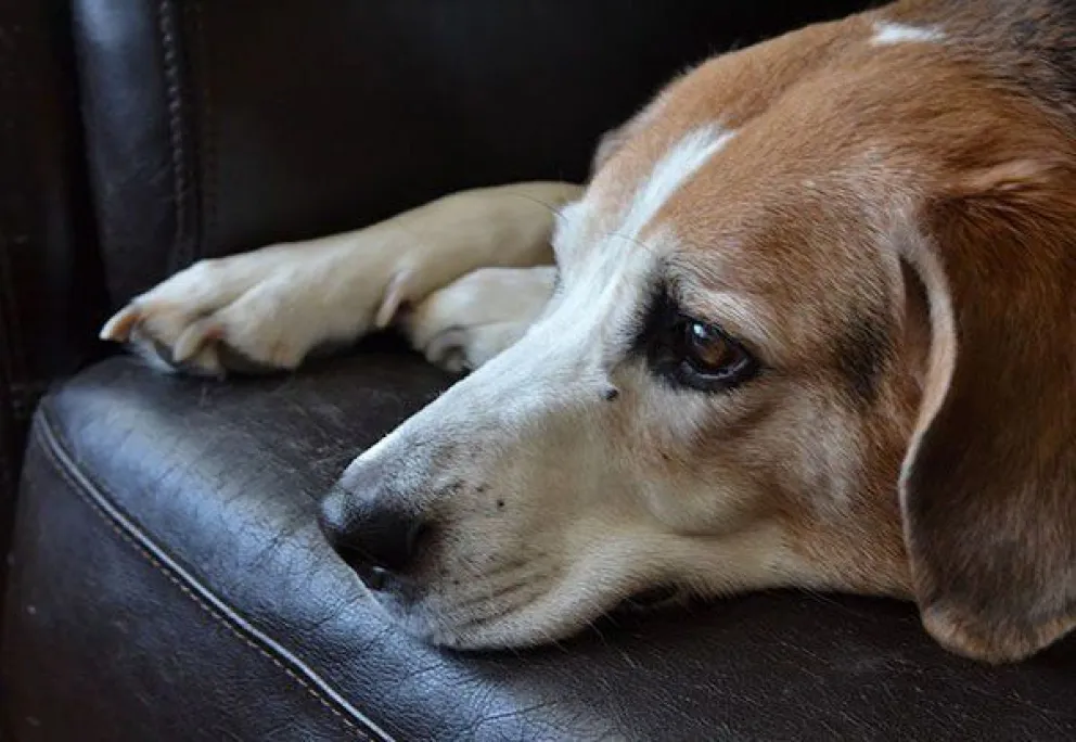 Joven capturó el momento en que dos chicos maltrataban a un perro