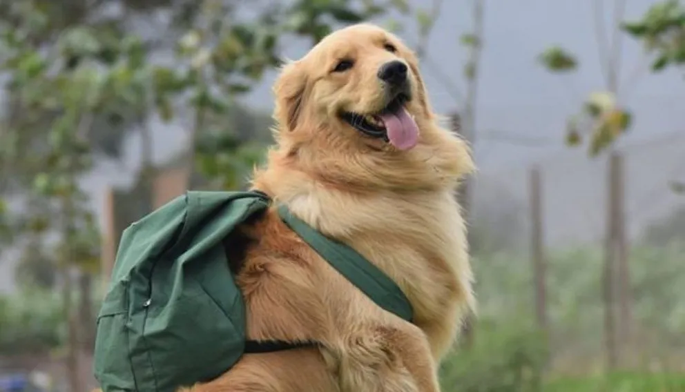 Proyecto de Ley : quieren multar a quienes maltraten a las mascotas.¿Con cuánto?
