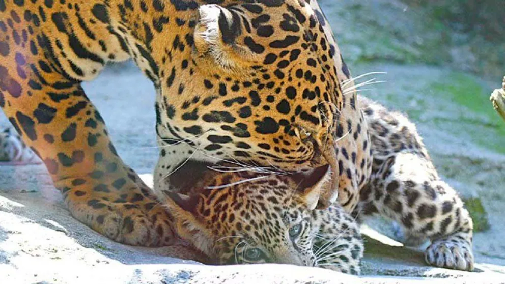 Nace el primer jaguar por inseminación artificial y es comido por su madre al segundo día