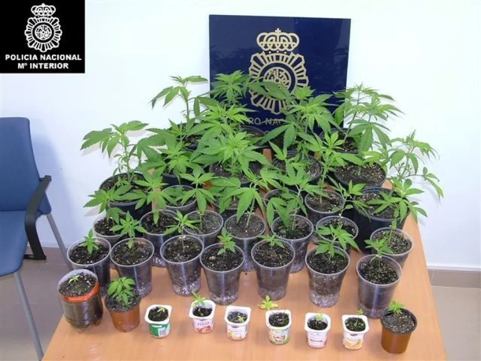Salteña cultivaba marihuana para medicina: fue descubierta y detenida