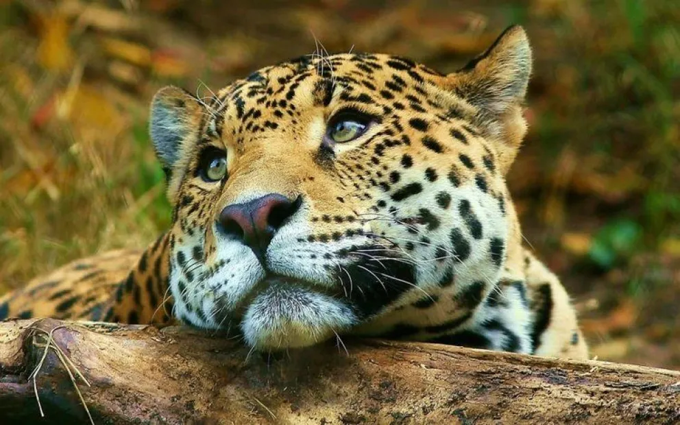 Apareció un nuevo yaguareté en Salta
