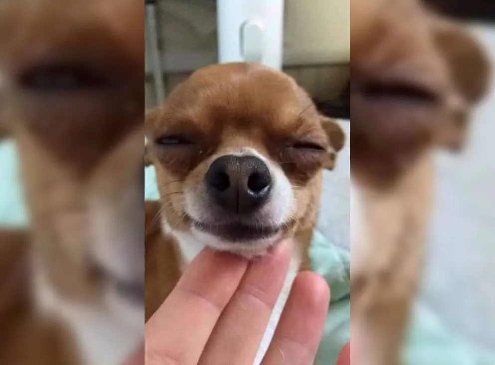 Perro se fue de paseo y volvió recontra drogado