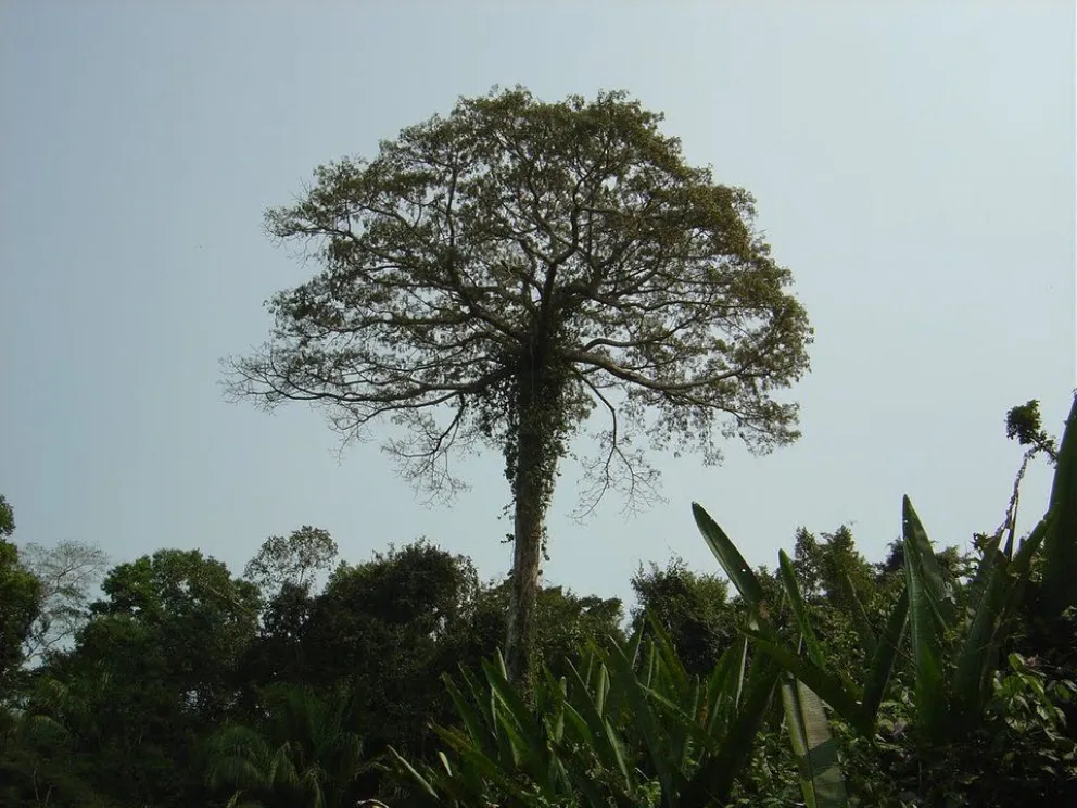 VIDEO: Cortan árbol gigante y casi aplasta a nenito y a un abuelo