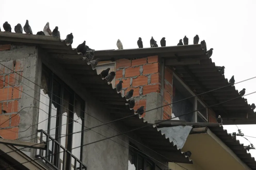Pagan fortuna por casa bañada en caca de paloma
