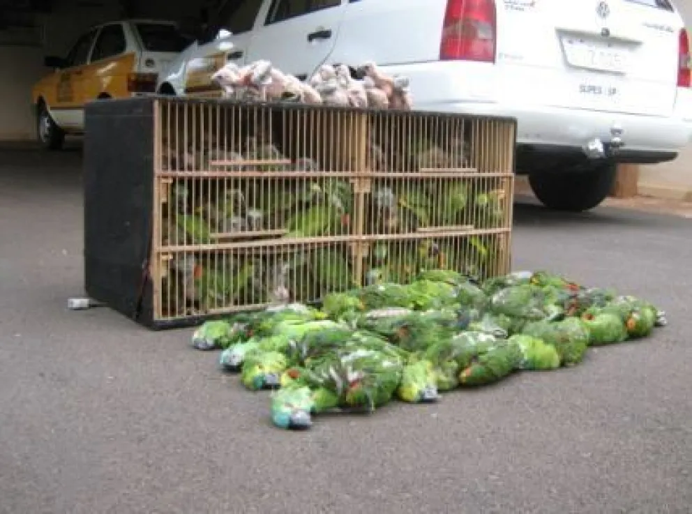 ¡Infraganati!: fueron detenidos dos hombres por "tráfico" de aves. FOTOS
