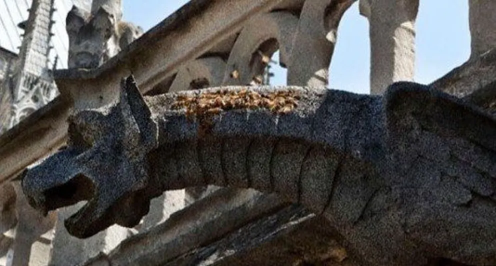 Misterio:  más de 150 mil abejas que sobrevivieron al incendio en Notre Dame