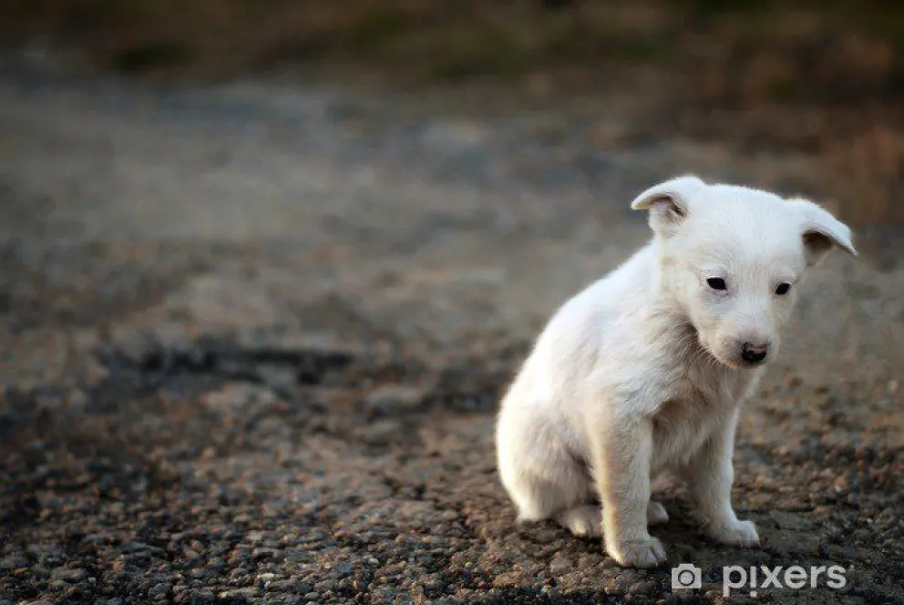 Estremecedoras imágenes: torturaron con crueldad a un perrito