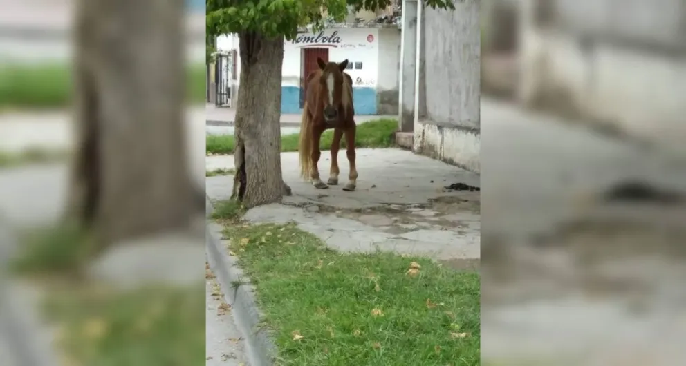 Solicitan ayuda para asistir a una yegua