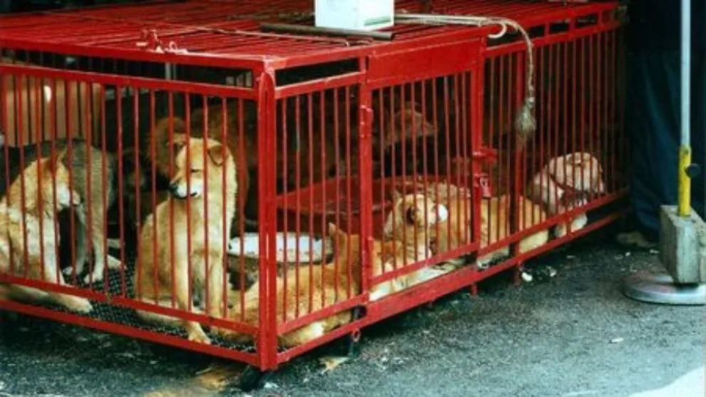 FOTOS: Carnean perros y los venden como si fueran cabritos