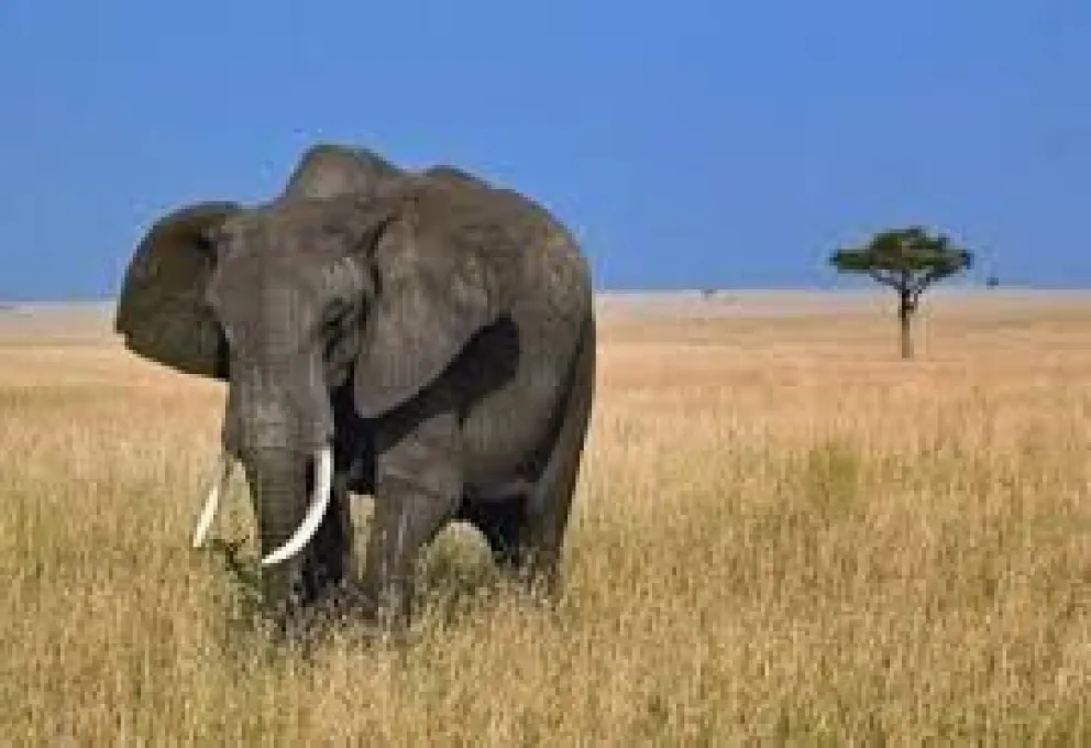 FOTOS. La plata lo permite todo: festejan el haber matado a un  elefante africano de la Sabana