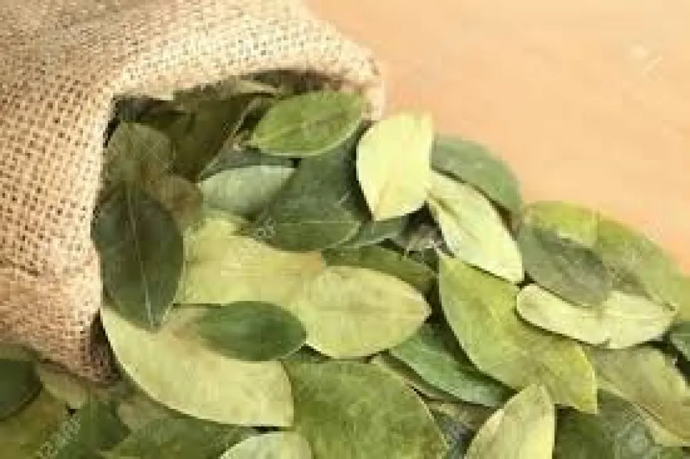 Salta: Gendarmería secuestró 40 kilos de hojas de coca: así pasan la mercadería