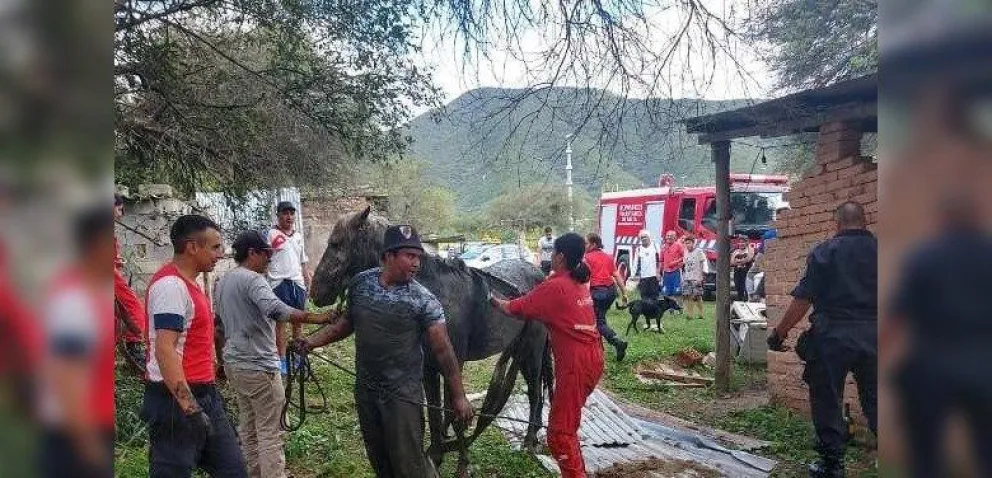 Rescate animal: una yegua se desplomó en un pozo muy profundo