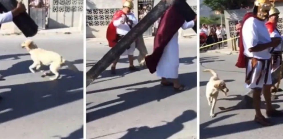 Perro defendió a "Jesús" durante el Vía Crucis [VIDEO]