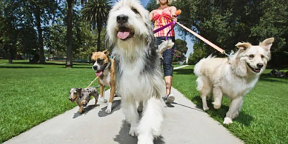 Siguen las inscripciones para paseador de perros: los requisitos