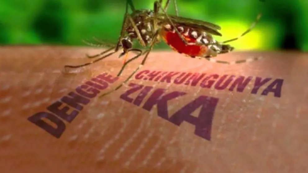 Tartagal: monitoreos sobre las enfermedades transmitidas por mosquitos. Conocé las cifras