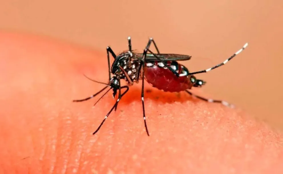 Alerta por un caso de dengue hemorrágico en Salta