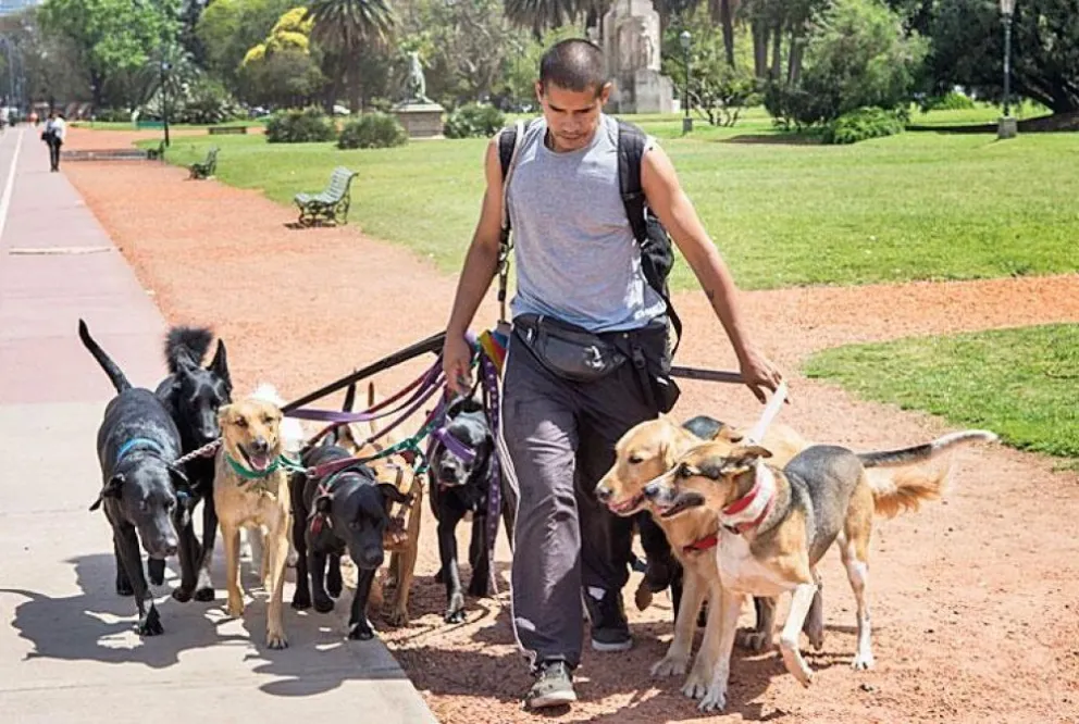 Paseadores de perros: ahora pueden inscribirse y capacitarse