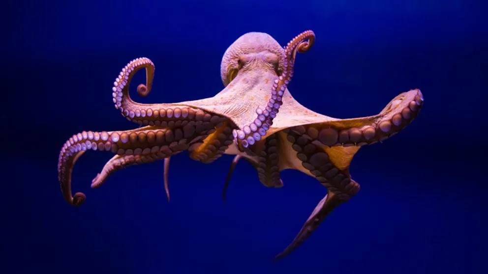 ¡Dale play!: youtuber se quiso comer un pulpo vivo y todo salió mal