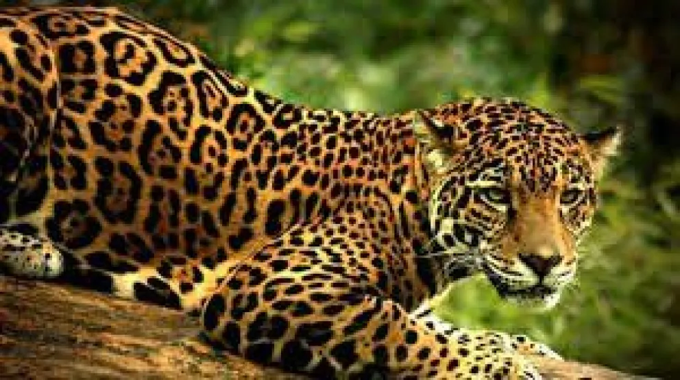 29 de Abril Día del Animal: ¿por qué se celebra en esa fecha?