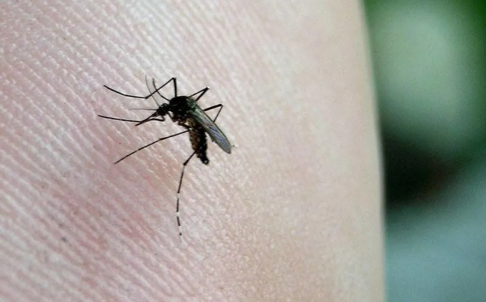 Alarma ante la posible propagación de un virus en Latinoamérica