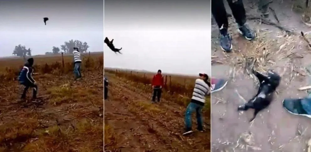 Salvajes: matan a batazos a un perrito