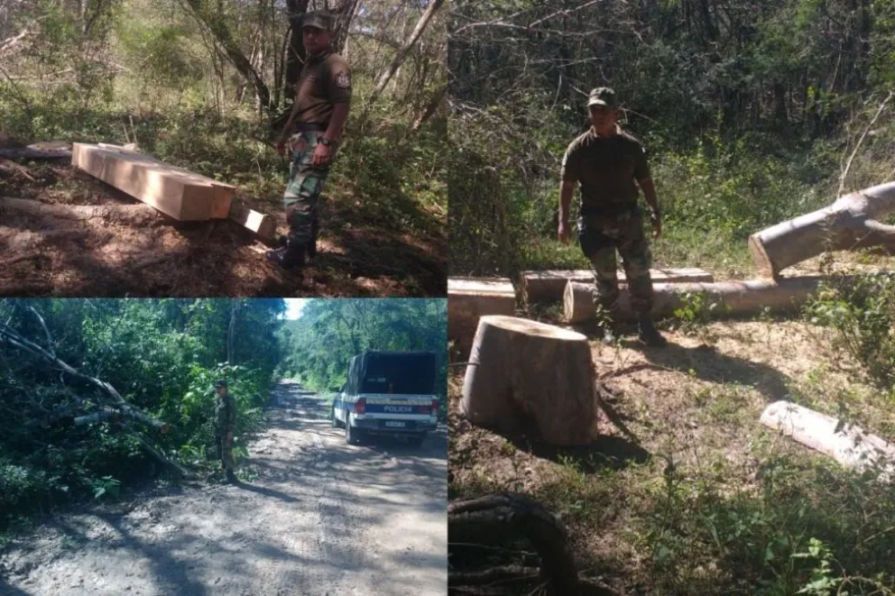 Talaron árboles y la Policía los atrapó
