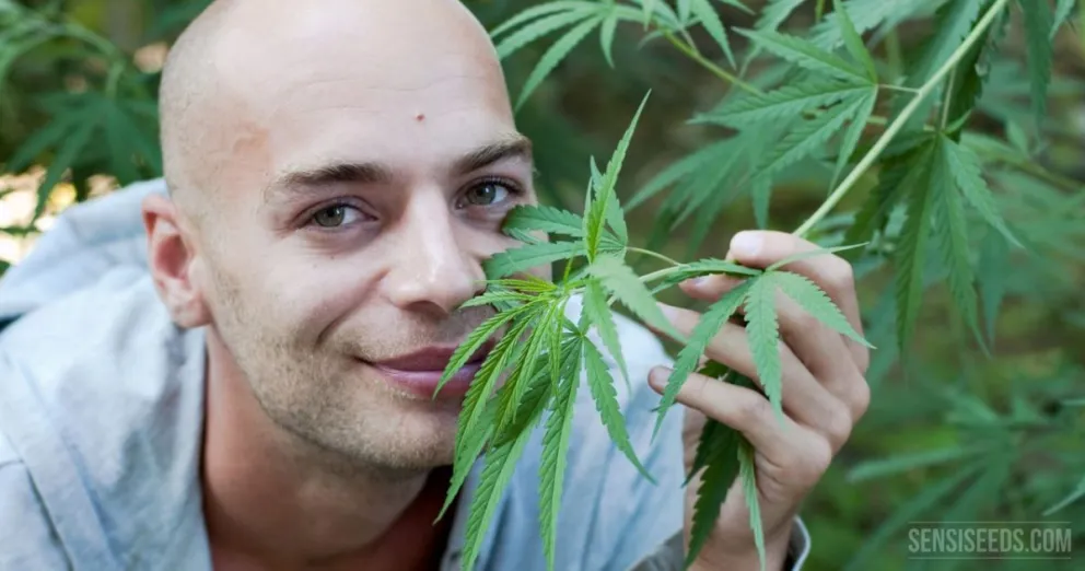 Mascarello dio una vista negativa al cannabis medicinal