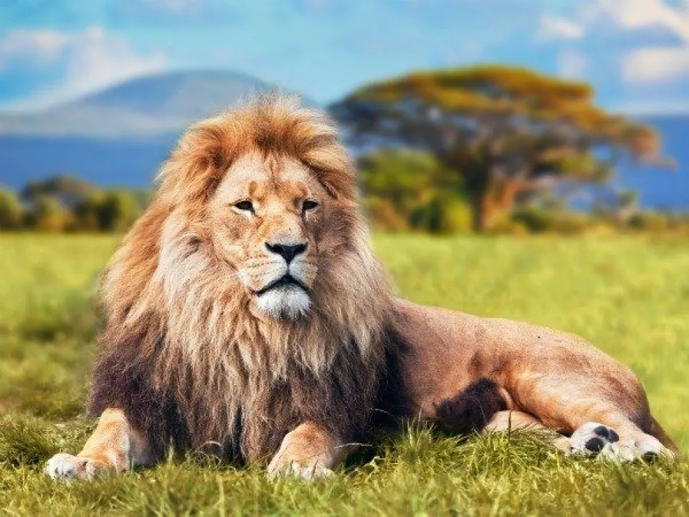¡Dale play!: los animales del zoo de Santiago del Estero llegaron a Sudáfrica y conocieron la libertad