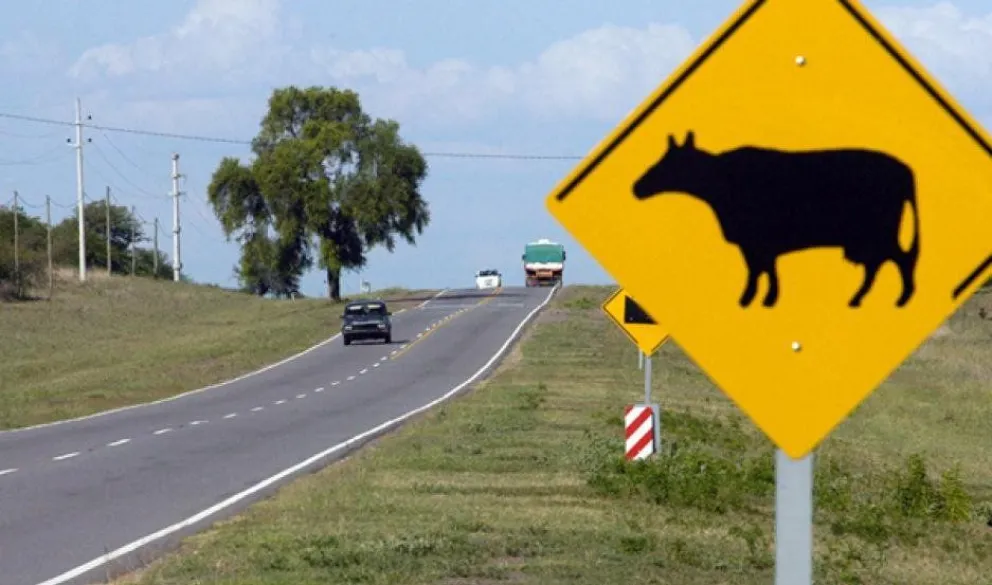 Tragedia: un animal suelto en la ruta se llevó la vida de un hombre