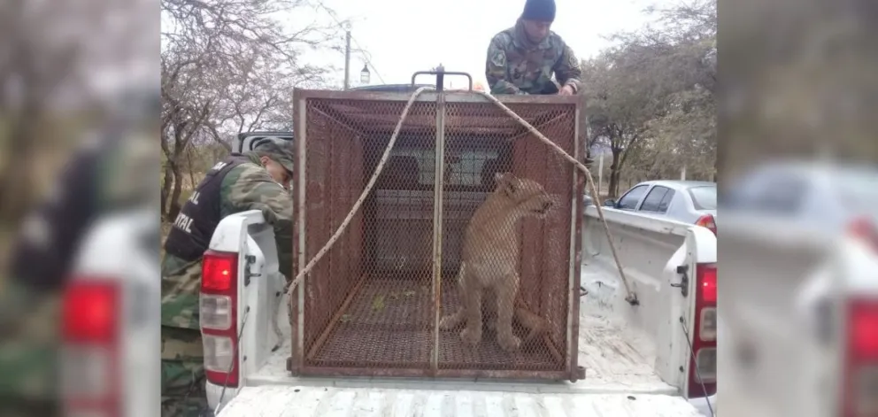 Grandísimo rescate de un puma en cautiverio en Salta