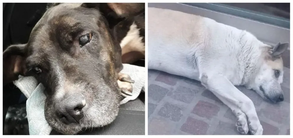 Salteños solidarios: Helicóptero y Roberta necesitan amor y te están buscando