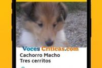 Kyuby Salta: Mariano Velarde, es el desarrollador de esta app, para encontrar mascotas perdidas