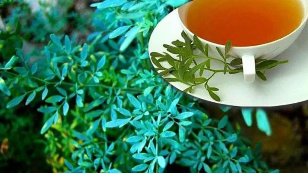 El verdadero significado de colgar una rama de ruda en el árbol de Navidad: un ritual eficaz